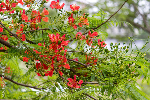 The beauty of the Delonix regia tree.	