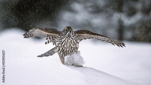Northern goshawk (Astur gentilis) in winter