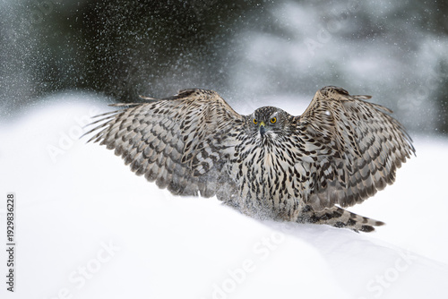 Northern goshawk (Astur gentilis) in winter