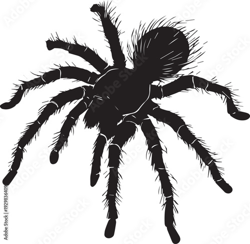 Striped zebra tarantula with hairy legs crawling nocturnal silhouette.