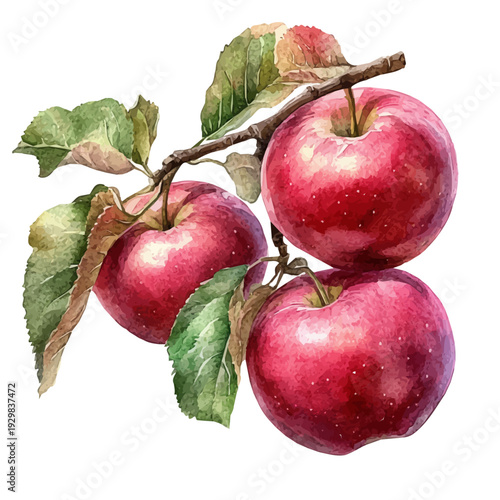 Apple Picking Fall Orchard, clipart watercolor vector with gentle, isolated on a white background.
