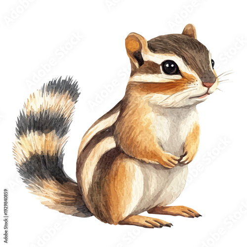 Chipmunk, watercolor drawing vector, isolated on a white background.