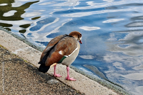 Back view of a male Egyptian goose on the pond, London, UK