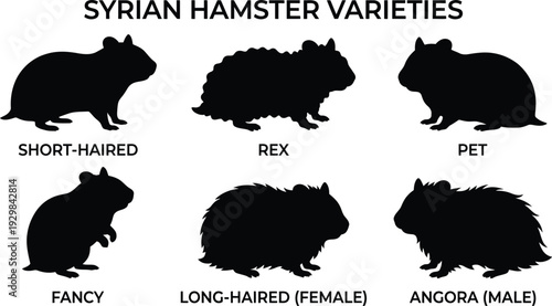Hamster breeds flat vector illustration collection set