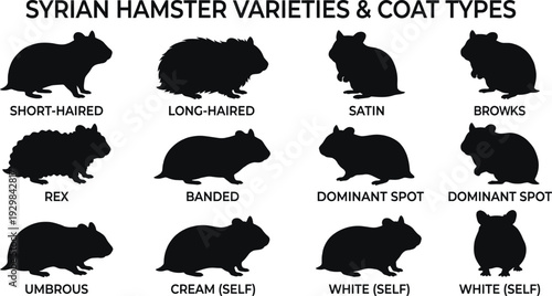 Hamster breeds flat vector illustration collection set