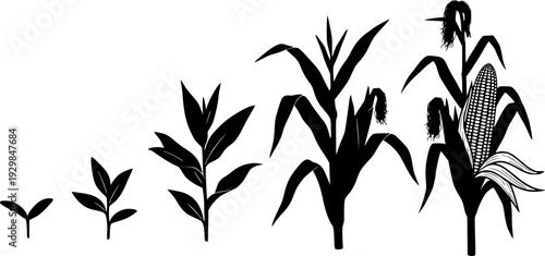 Corn plant growth stages illustration with leaves and cob on transparent background silhouette
