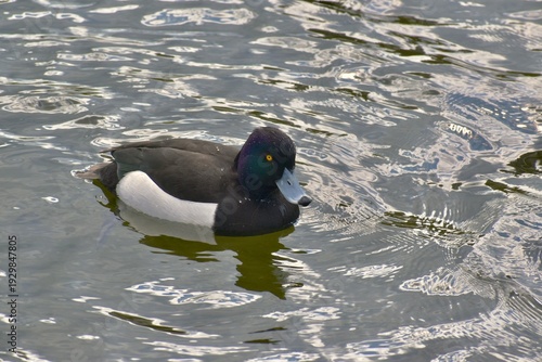 Tufted duck on a pond, London, UK