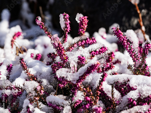 Winter heather flowers covered with fresh snow. Pink blossom macro in cold nature environment — seasonal contrast, winter landscape detail, 