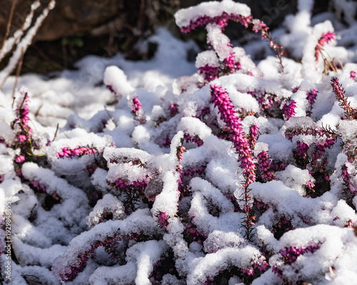 Winter heather flowers covered with fresh snow in sunlight. Seasonal nature background with pink blossoms and frost 