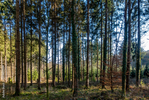 Wallpaper Mural Wiederaufforstung des Mischwalds im Frühjahr Torontodigital.ca