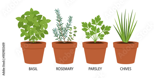 Herb pots with fresh basil, rosemary, parsley, and chives. Ideal for themes of home cooking, fresh ingredients, and healthy eating