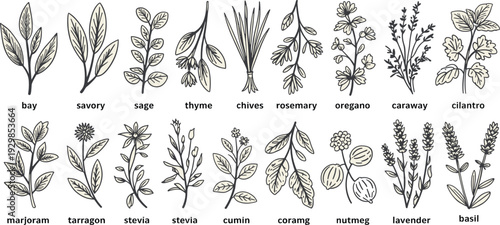 Herbs, botanical, collection, medicinal, plants, kitchen, spices, leaves, vintage, handdrawn, illustration, natural, organic, gardening, culinary, herbarium, sketch, vector, set, design