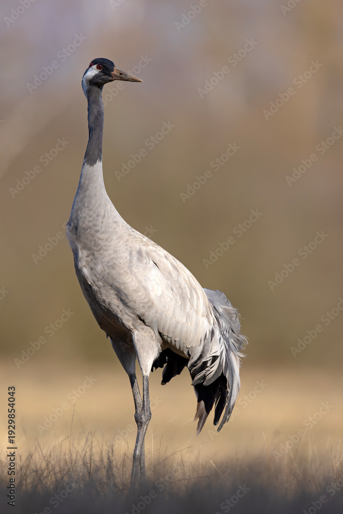 Fototapeta premium Żuraw (Grus grus)