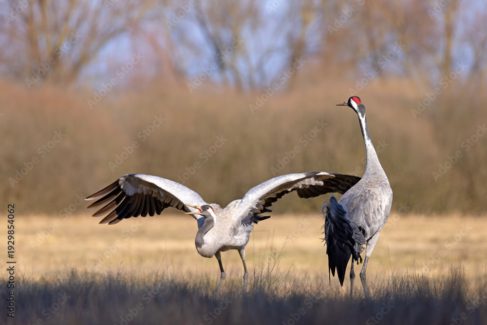 Fototapeta premium Żuraw (Grus grus)