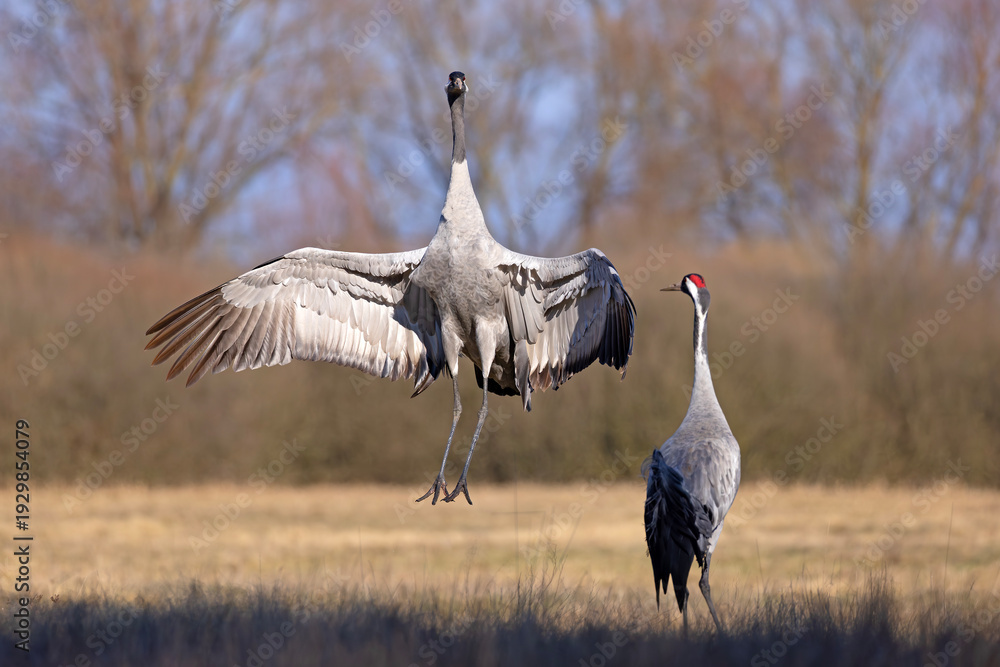 Obraz premium Żuraw (Grus grus)