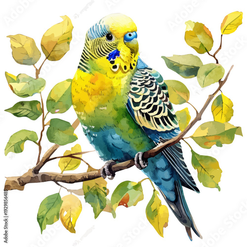 Budgerigar, clipart vector in watercolor style with flowing brushwork, isolated on a white background.
