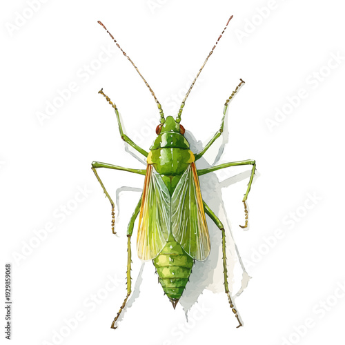 watercolor of Aphid, vector clipart, isolated on a white background.