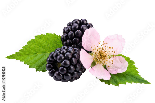 Fresh Blackberries with Pink Blossom and Green Leaves