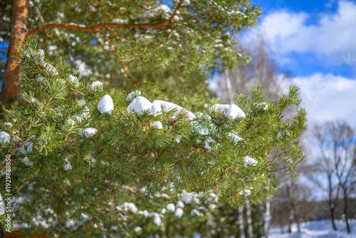Early spring pine branches with melting snow under blue sky, seasonal transition from winter to spring in forest