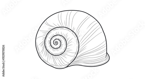 Minimalist Snail Shell Spiral Drawing, Nature Macro Detail