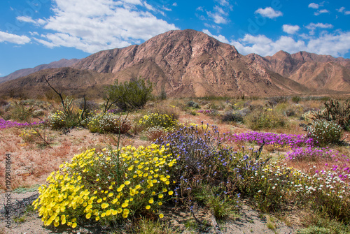 Spring Bloom at Borrego Desert State Park,