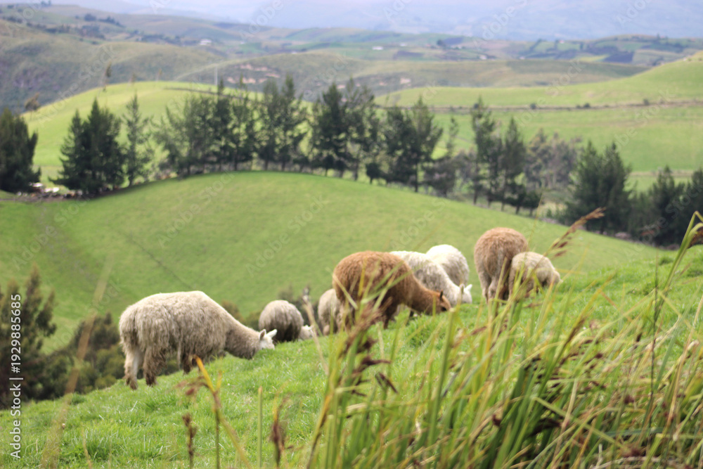 Fototapeta premium llamas eating in the wild