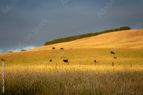 pasture and grasses on a regenerative farm. native plants storaging carbon