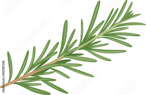 Fresh rosemary herb branch illustration, detailed green needle leaves botanical drawing, natural culinary plant isolated on white background
