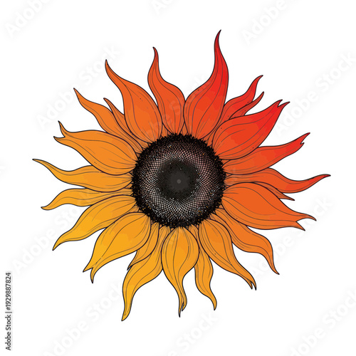 Vibrant Sunflower Illustration with Gradient Petals on White Background