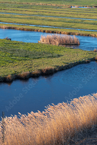 Golden Reed Grass by Canal at Sunset in Zaandam, Netherlands
