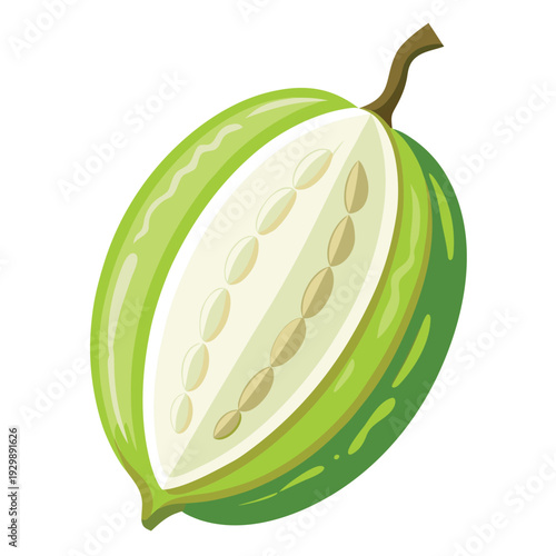 white bitter melon vector