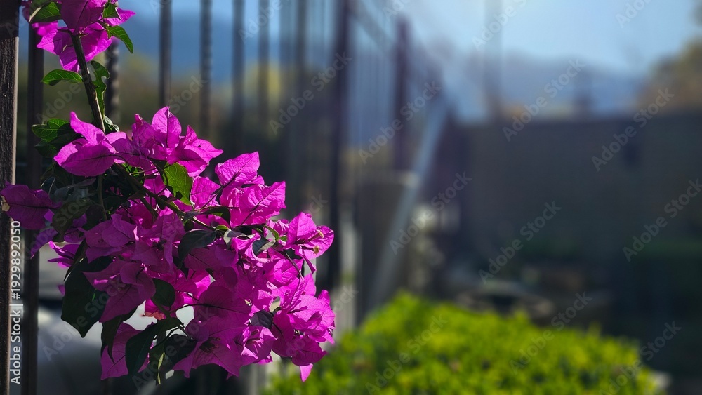 Obraz premium Close Up of Vibrant Pink Bougainvillea Flower with Sun Beam Lens Flare