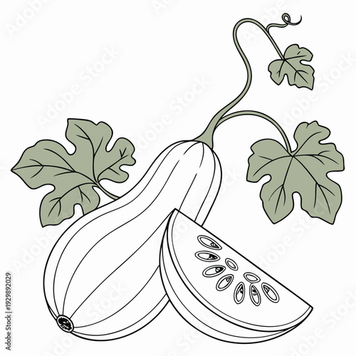 ash gourd vector 