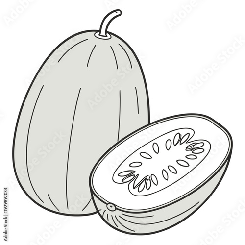 ash gourd vector on white