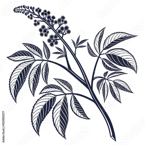 arrowroot silhouette vector on white