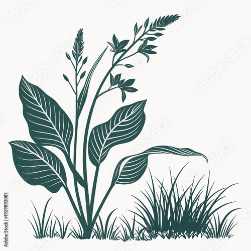 arrowroot silhouette