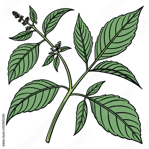 amaranth leaves on white background