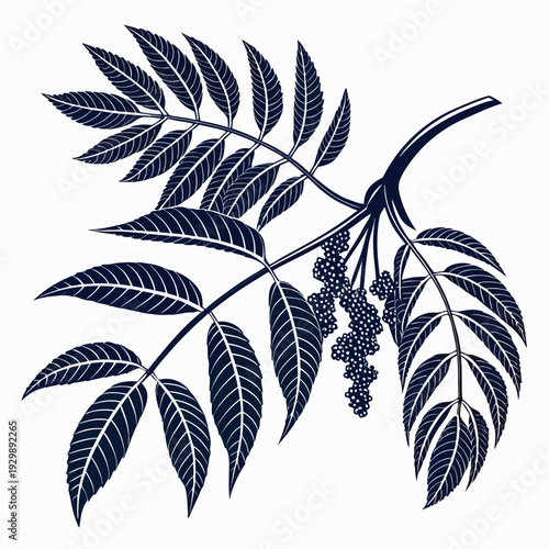 amaranth leaves silhouette vector