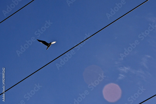 Gull flying between electric cables with one wing illuminated and lens flare circles