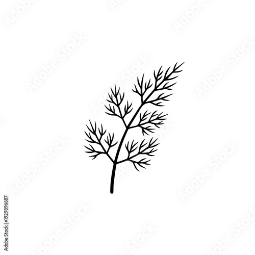 Elegant black and white illustration of a delicate dill plant branch with fine feathery leaves