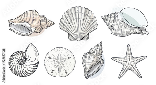 Vintage Hand-Drawn Collection of Seashells and Starfish on White Background
