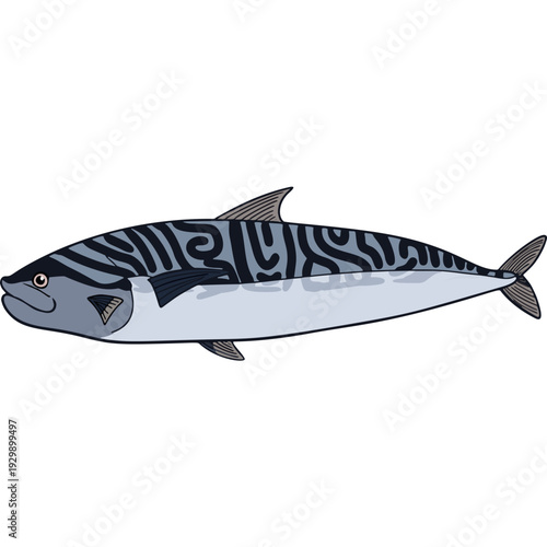 Spanish Mackerel or Saba Fish