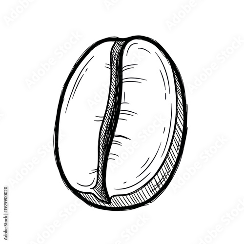 Hand-drawn coffee bean sketch, artistic illustration, isolated on white background