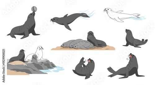 Sea Lion Collection: Playful, Swimming, Resting, and Coastal Scenes