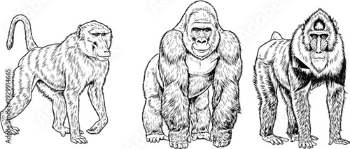 Detailed line art vector illustration of a gorilla baboon and mandrill, primate animal sketches for jungle wildlife branding and nature education coloring book design.
