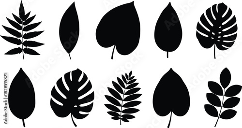 Tropical leaf silhouette set, monstera palm leaves, exotic foliage icons, jungle plant collection, floral elements, botanical greenery, summer nature design, garden decor, isolated vector.
