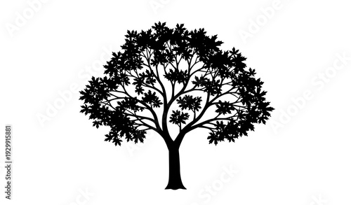 Artistic Black Maple Tree Silhouette Vector with Intricate Branch Pattern on White Background