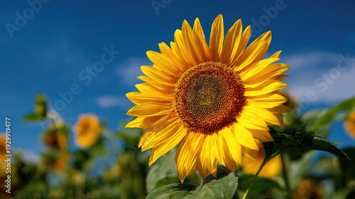 sunflower in the field