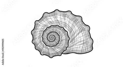 Detailed Ink Drawing of a Spiral Seashell on White Background