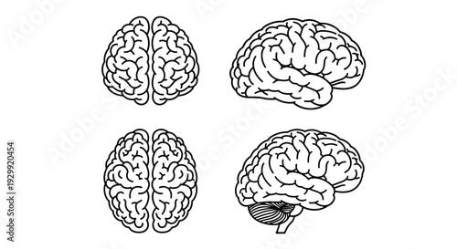 Detailed anatomical illustrations of the human brain in top and side views showcasing intricate convolutions
